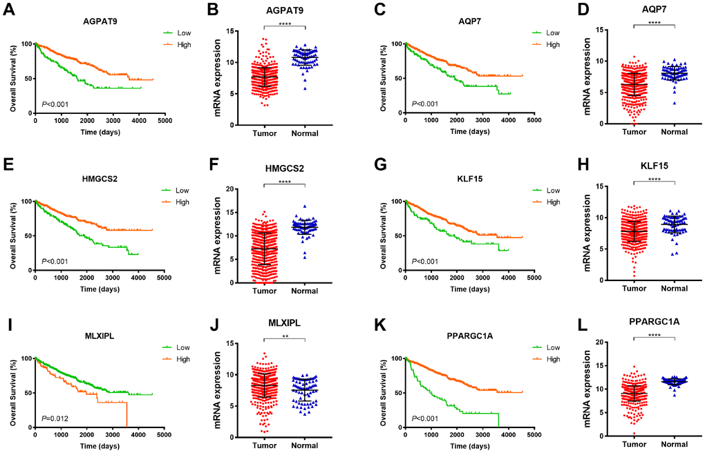 Survival analysis of significant DEGs in 533 ccRCC from TCGA database. Among 6 significant hub genes, significantly decreased AGPAT9, AQP7, HMGCS2, KLF15, PPARGC1A mRNA expressions were found in ccRCC tissues compared with adjacent normal tissues, while MLXIPL mRNA expression was significantly elevated in tumor samples compared with normal samples. Kaplan-Meier method indicated that decreased AGPAT9, AQP7, HMGCS2, KLF15, PPARGC1A mRNA expression significantly correlated with poor OS (p