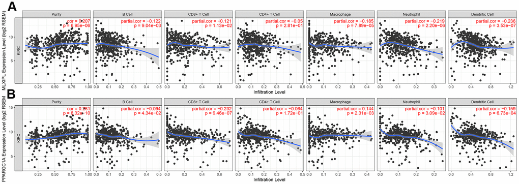 Immune infiltration of MLXIPL and PPARGC1A. After identifying prognostic value of MLXIPL and PPARGC1A, we performed correlation analysis between MLXIPL and PPARGC1A and immune infiltration level for ccRCC. Scatter plots were generated with partial Spearman's correlation and statistical significance. MLXIPL and PPARGC1A expression were significantly associated purity (correlation=0.207 and 0.287, respectively). In addition, elevated MLXIPL and PPARGC1A significantly correlated with B cell, CD8+ T cell, macrophage, neotrophil, and dendritic cell infiltration (p