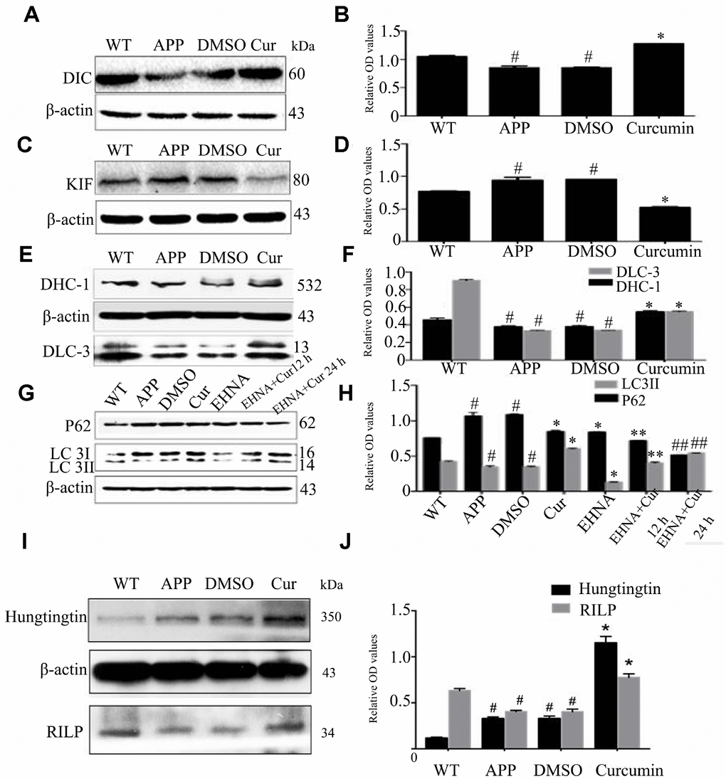 Curcumin increased the expression of retrograde axonal transport molecular motor and scaffolding proteins, decreased the expression of forward axonal transport molecular motor and promoted autophagy flux in N2a/APP695swe cells. (A–F) Western blot analysis of retrograde axonal transport molecular motor DIC (A–B), DHC1, DLC-3 (C–D) and forward axonal transport molecular motor KIF (E-F) in each group; The data represent as mean ± SEM of a typical series of 3 experiments (# PG–H) Western blot analysis of P62 and LC3II in each group with(out) dynein inhibitor EHNA; The data represent as mean ± SEM of a typical series of 3 experiments (# PI–J) Western blot analysis of scaffolding proteins Huntingtin and RILP in each group; The data represent as mean ± SEM of a typical series of 3 experiments (# P