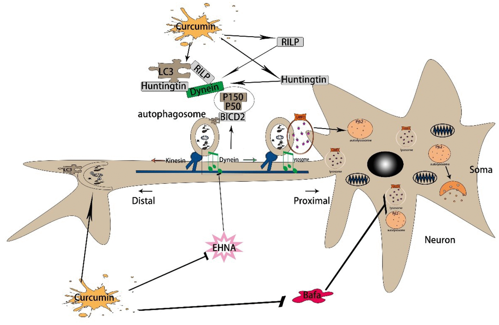 The mechanism of curcumin promoting autophagic flux in AD. First, curcumin induces autophagy by regulating Beclin1, Atg5, and Atg16. Then, curcumin promotes the retrograde axonal transport of autophagy by increasing the expression of dynein, Huntingtin, and RILP. By the time, it increases the dynactin and BICD2, also promoting the binding of BICD2 and LC3. Finally, it promotes the binding of autophagy corpuscles and lysosomes, thus enhances autophagy flux.