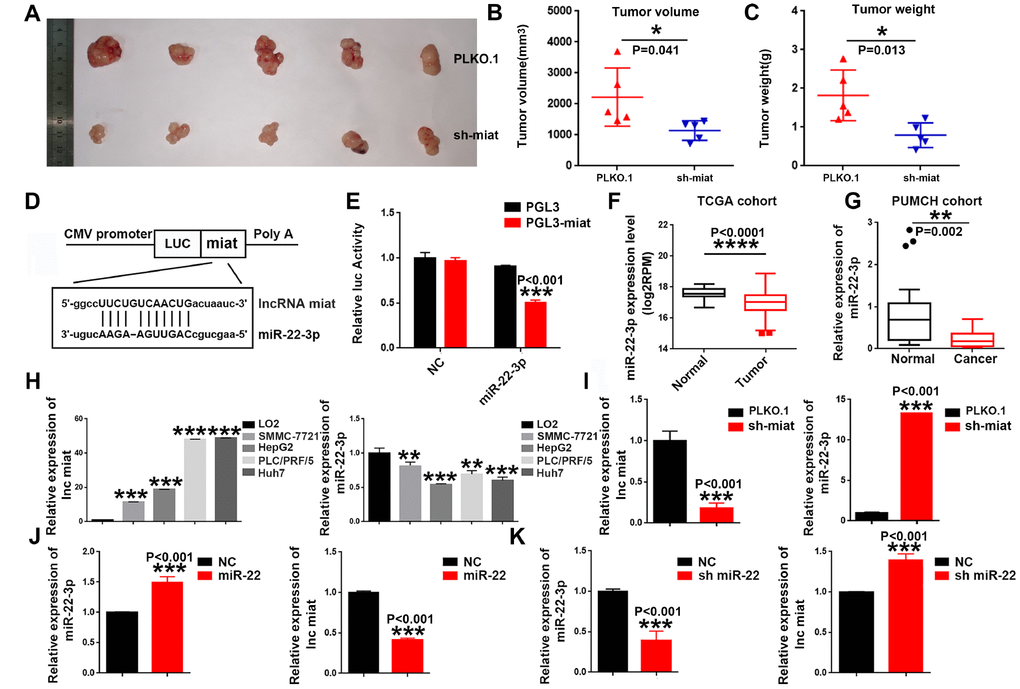 Knockdown of miat suppresses hepatocarcinogenesis in vivo, miR-22-3p bonded to and suppressed miat expression. (A–C) Subcutaneous injection of SMMC-7721 cells with or without miat knockdown into nude mice. Representative images of the resected subcutaneous tumors from each group are shown. Tumor volumes and tumor weights were measured (n = 6). *P D) Bioinformatics prediction using miRcode indicated that the miat sequence contained the putative binding site of miR-22-3p. (E) The cDNA of miat was cloned downstream of the luciferase gene (PGL3-miat) and transfected into HepG2 cells with miR-22-3p or control oligonucleotides. Luciferase activity was detected 48 h after transfection. The bars represent the mean and SD of three independent experiments, *P F) MiR-22-3p expression analyses in HCC and nontumor tissues in TCGA datasets. *P G) MiR-22-3p levels in 20 HCC and paired nontumor tissues in PUMCH cohort. *P H) QRT-PCR analysis of miat and miR-22-3p expression in human normal liver cell line (LO2) and HCC cell lines (SMMC-7721, HepG2, PLC/PRF/5 and Huh7). Data are expressed as the mean ± SD; n=3, *P I) MiR-22-3p expression was increased in HepG2 cells transfected with sh-miat. The bars represent the mean and SD of three independent experiments, *P J) Miat expression was decreased in HepG2 cells transfected with the miR-22-3p(miR-22). The bars represent the mean and SD of three independent experiments, *P K) Miat expression was increased in HepG2 cells transfected with the miR-22-3p inhibitor(sh-miR-22); The bars represent the mean and SD of three independent experiments, *P 