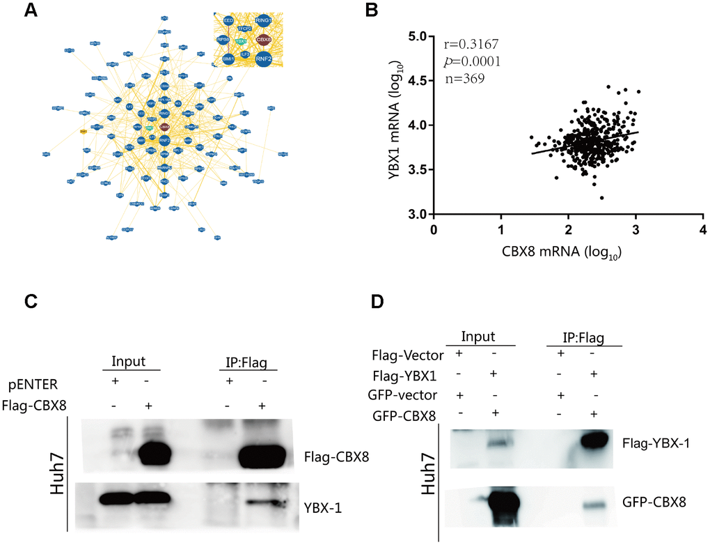CBX8 interacts with YBX1 (A) CBX8 may interact with YBX1, as visualized by BioGRID. (B) Correlation between CBX8 mRNA and YBX1 mRNA in TCGA cohort (P = 0.0001). (C) Huh7 cells were transfected with Flag-CBX8 overexpression vector for 48 h. An immunoprecipitation (IP) assay, using an anti-Flag antibody, was used to detect the binding of CBX8 and YBX1. (D) Huh7 cells were transfected with GFP-CBX8 and Flag-YBX1 overexpression vector for 48 h. An IP assay, using an anti-Flag antibody, was used to detect the binding of CBX8 and YBX1.