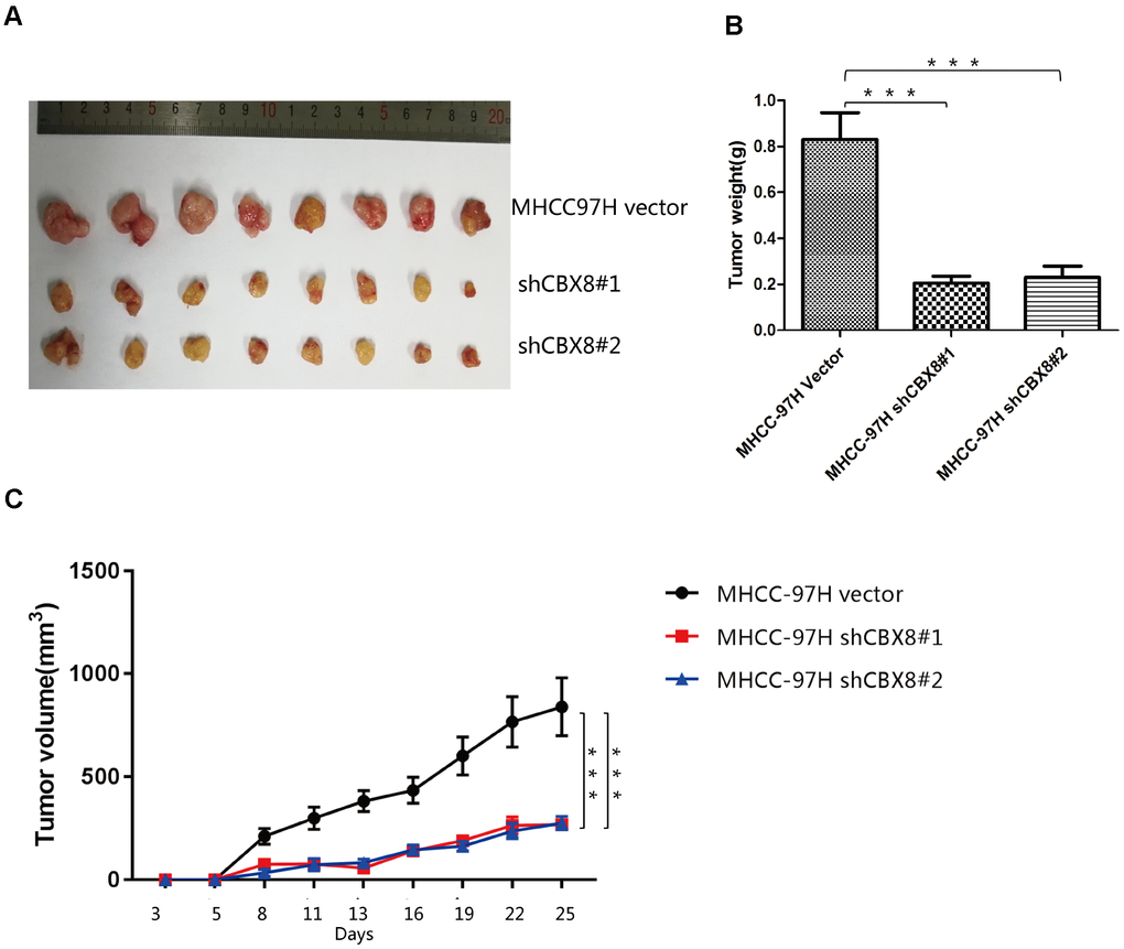Knockdown of CBX8 dramatically decreases cell proliferation in vivo (A) Representative images of tumors formed in nude mice subcutaneously injected with CBX8–silenced MHCC-97H cells. (B) Tumor weights (***P C) Tumors induced by CBX8 silencing in MHCC-97H cells (***P 