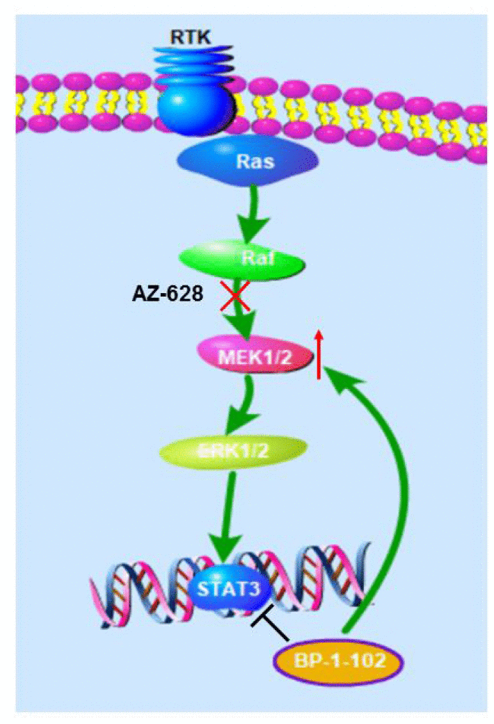 STAT3 inhibitor sensitized KRAS-mutant lung cancers to RAF inhibitor by ...