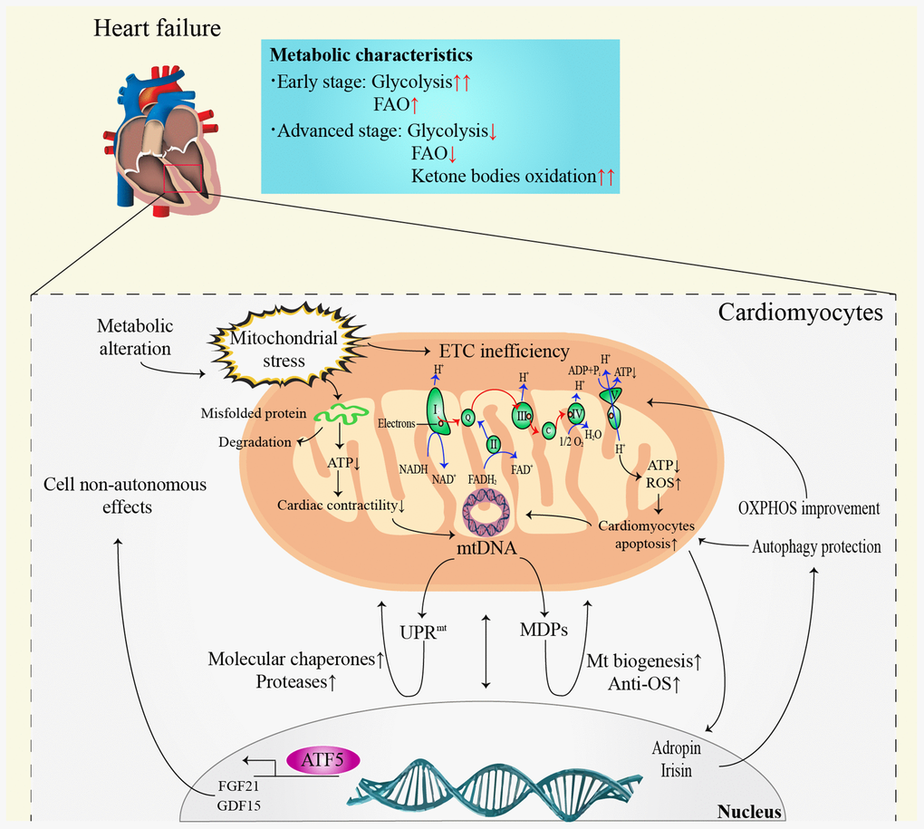 Communication between mitochondria and nucleus in heart failure. ATP: adenosine triphosphate; ADP: adenosine diphosphate; ATF5: activating transcription factor 5; DNA: deoxyribonucleic acid; ETC: electron transfer chain; FAO: fatty acid β-oxidation; FADH2: reduced flavin adenine dinucleotide; FGF21: fibroblast growth factor 21; GDF15: growth differentiation factor 15; Mt: mitochondrial; MDPs: mitochondria-derived peptides; NADH: nicotinamide adenine dinucleotide; OS: oxidative stress; OXPHOS: oxidative phosphorylation; ROS: reactive oxygen species; UPRmt: mitochondrial unfolded protein response.