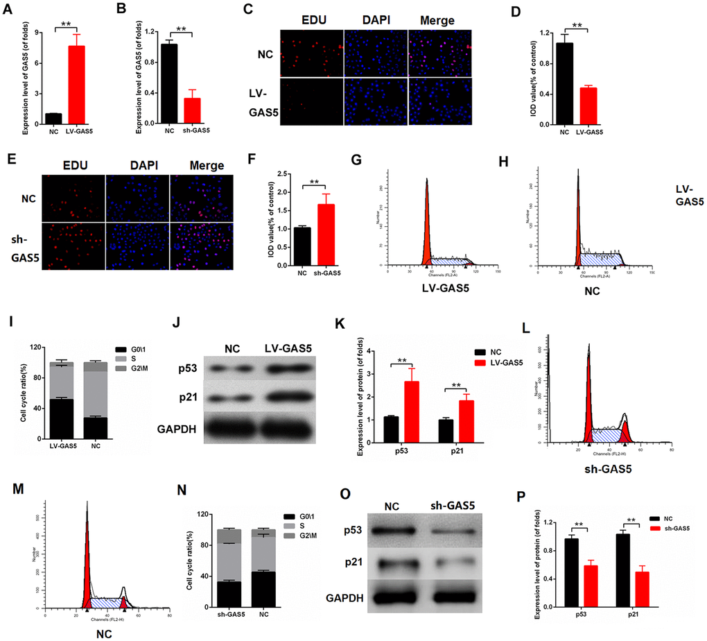 lncRNA GAS5 alleviated MC proliferation. (A–B) Efficiency of LV-GAS5 and sh-GAS5 were detected by qPCR; (C-D) Proliferating mesangial cells were labeled with EdU. MCs were transfected with LV-GAS5; (E–F) Proliferating mesangial cells were labeled with EdU. MCs were transfected with sh-GAS5; (G–I) Flow cytometric assay showed that GAS5 increased the G0/1 phase of MCs. MCs were transfected with LV-GAS5; (J–K) p53 and p21 expression levels were measured by western blot. MCs were transfected with LV-GAS5. *P P 