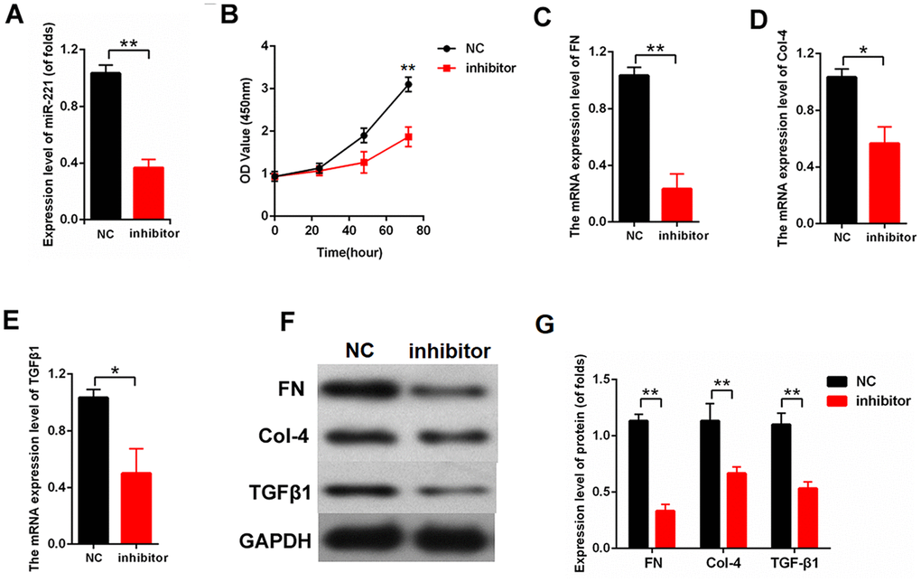 Downregulation of miR-221 attenuated proliferation and fibrosis-related proteins. (A) The efficiency of inhibitor-miR-221 was measured by qPCR; (B) CCK8 assay results showed that miR-221 inhibition suppressed MC proliferation; (C–E) mRNA expression level of FN (C), Col-4 (D), and TGFβ1 (E) in MCs transfected with inhibitor-miR-221; (F, G) The protein expression level of FN, Col-4, and TGF-β1 were measured by western blot. MCs were transfected with inhibitor-miR-221. *P P 