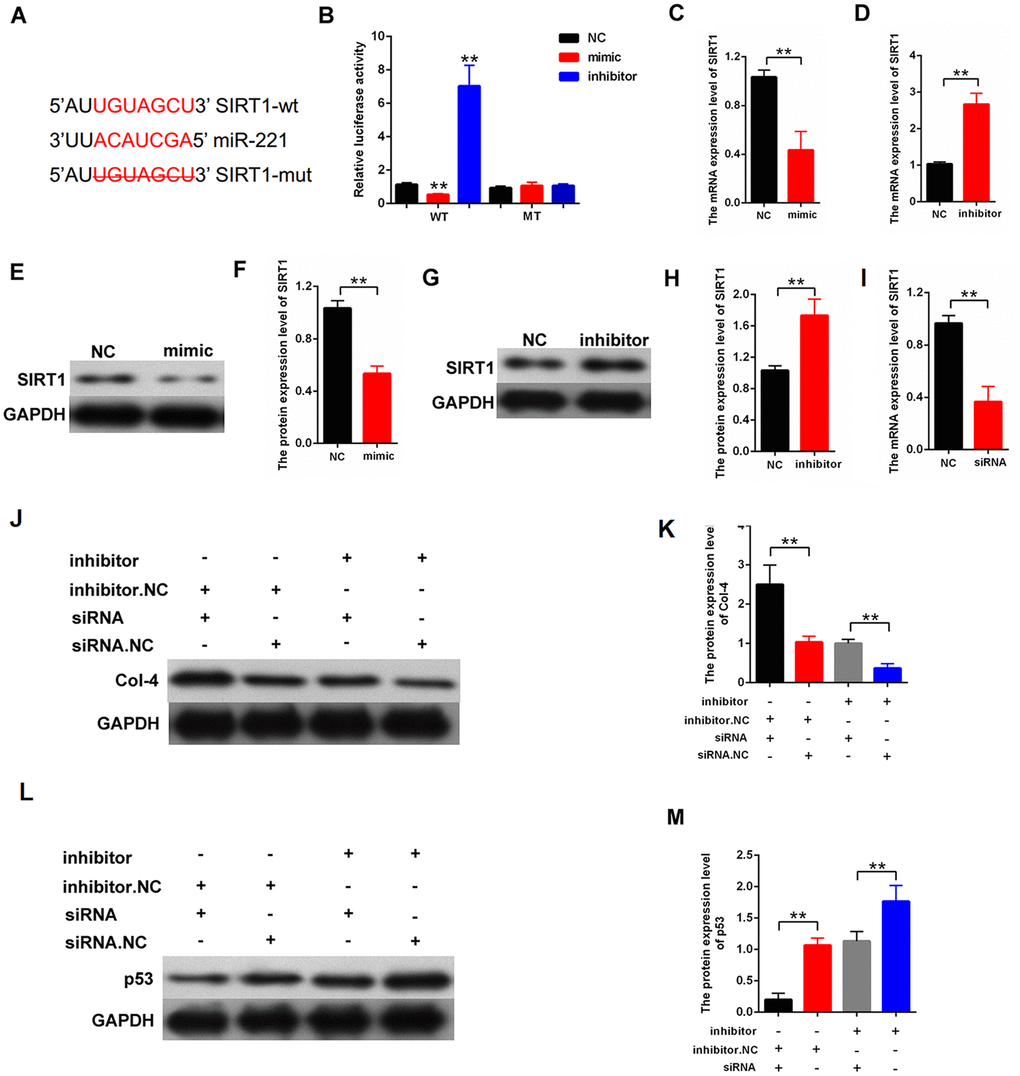 miR-221 inhibited proliferation and fibrosis-related proteins by targeting SIRT1. (A) Directly binding region between miR-221 and SIRT1; (B) Binding relationship between miR-221 and SIRT1 was detected by luciferase reporter assay with wild or with the mutant type of the luciferase reporter plasmids of SIRT1; (C–H) qPCR and western blot assays revealed that mimic-miR-221 inhibited SIRT1 expression, and inhibitor-miR-221 enhanced SIRT1 expression; (I) The efficiency of siRNA-SIRT1 was measured in MCs by qPCR; (J–K) Protein expression level of Col-4 was measured by western blot in the MCs, which were transfected with inhibitor-miR-221 or siRNA-SIRT1; (L–M) protein expression level of p53 was measured by western blot in the MCs, which were transfected with inhibitor-miR-221 or siRNA-SIRT1. *P P 