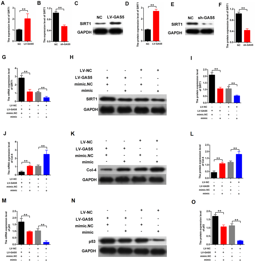 lncRNA GAS5 upregulated SIRT1 expression and decreased the proliferation and fibrosis-related proteins by acting as miR-221 sponge. (A–F) qPCR and western blot assays revealed that GAS5 upregulation increased SIRT1 expression and GAS5 downregulation decreased SIRT1 expression; (G–I) qPCR and western blot results showed that the expression level of SIRT1 in the MCs. The MCs were transfected with LV-GAS5 or mimic-miR-221; (J–L) expression level of Col-4 in MCs was measured by qPCR and western blot. The MCs were transfected with LV-GAS5 or mimic-miR-221; (M–O) p53 expression level in MCs was measured by qPCR and western blot. MCs were transfected with LV-GAS5 or mimic-miR-221. *P P 