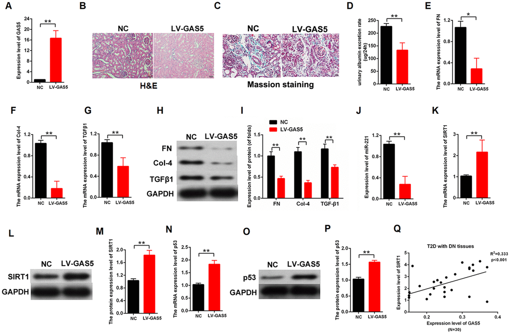 Upregulation of lncRNA GAS5 alleviated DN in vivo. (A) H&E staining of DN results. The LV-GAS5 group was injected with LV-GAS5, and the LV-NC group was injected with LV-NC (LV-GAS5 group=8, LV-NC group=8); (B) The expression level of lncRNA GAS5 was measured by qPCR in both groups; (C) Urinary albumin excretion rate was decreased in the LV-GAS5 group compared with that in the LV-NC group; (D–F) The expression level of FN (D), Col-4 (E), and TGFβ1 (F) were measured by qPCR in the DN rat model transfected with LV-GAS5 or LV-NC; (G–H) The expression level of FN, Col-4, and TGFβ1 were measured by western blot in the DN rat model transfected with LV-GAS5 or LV-NC; (I) qPCR results revealed that the expression level of miR-221 decreased in the DN rat model transfected with LV-GAS5; (J–L) The expression level of SIRT1 was upregulated in the DN rat model transfected with LV-GAS5; (M–O) The expression level of p53 was upregulated in DN transfected with LV-GAS5; (P) qPCR results revealed that there is positively correlation between lncRNA GAS5 and SIRT1 (Figure 8P). (Q) The relationship between the expression level of GAS5 and SIRT1 was detected by qPCR in T2D with DN tissues (N=30). *P P 