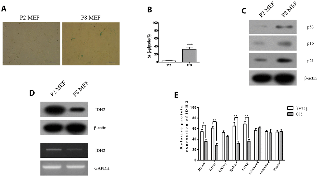 Idh2 was downregulated in senescent mouse embryonic fibroblasts (MEFs) and aging tissues. (A) SA-ß-gal staining of Passage 2 (P2) and Passage 8 (P8) MEFs. Scale bar, 200 µm. (B) Statistical analysis of SA-ß-gal-stained positive cells between P2 and P8 MEFs. (C) Western blot analysis between P2 and P8 MEFs. The following antibodies were used: anti-p53, anti-p16, anti-p21, and anti-ß-actin. (D) Detection of Idh2 expression level in P2 and P8 MEFs. Western blotting and reverse-transcriptase PCR was performed for detecting Idh2. (E)Relative protein expression of Idh2 was detected in mouse tissues using western blot analysis. Ten-week-old and 47-week-old mice were used. Data are expressed as means ± SD (n = 3). *p p p 