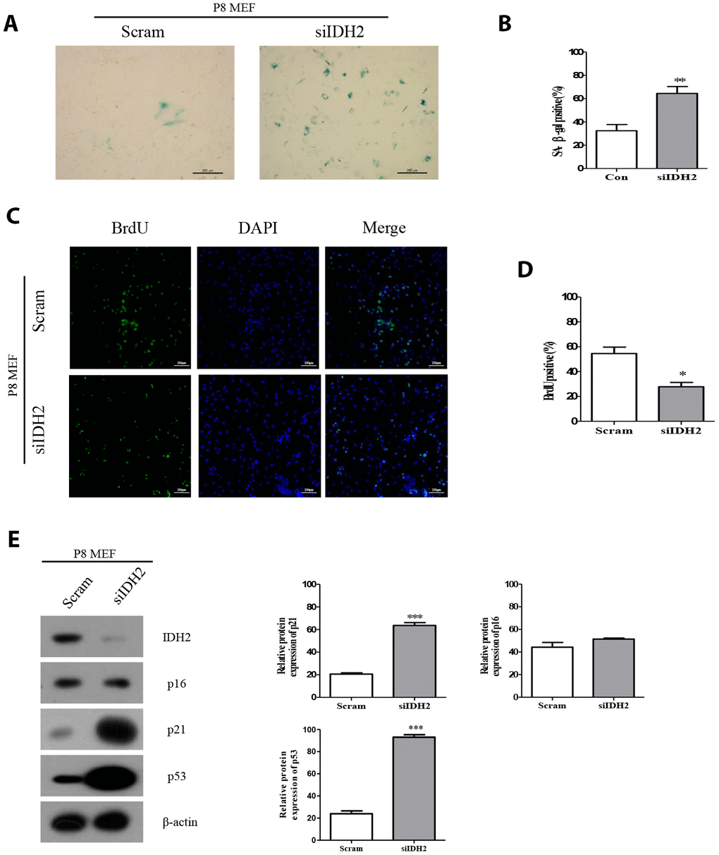 Downregulation of Idh2 in senescent mouse embryonic fibroblasts (MEFs) accelerates the senescence phenotype. (A) SA-β-gal staining of control and Idh2-silenced MEFs. Passage 8 (P8) MEFs were used. Scale bar, 200 μm. (B) Statistical analysis of SA-β-gal-stained positive cells between control and Idh2-knockdown MEFs. (C) BrdU levels between control and Idh2-knockdown MEFs as determined by immunocytochemistry. Nuclei were stained with DAPI, and the merged images show BrdU and DAPI signals. Scale bar, 10 μm. (D) Statistical analysis of BrdU-positive cells between control and Idh2-knockdown MEFs. (E) Western blot analysis between control and Idh2-knockdown MEFs. The following antibodies were used for detection: anti-Idh2, anti-p16, anti-p21, anti-p53, and anti- β-actin. Data are expressed as means ± SD (n = 3). *p p p 