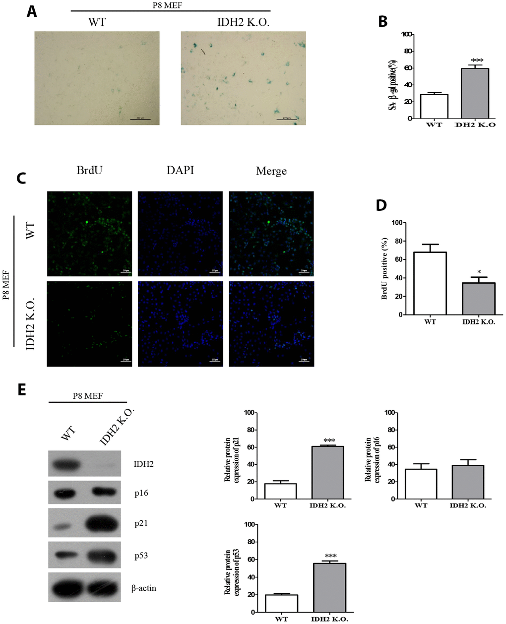 The senescence phenotype is promoted in Idh2 knockout mouse embryonic fibroblasts (MEFs). (A) SA-β-gal staining of wild type and Idh2 knockout MEFs. Passage 8 (P8) MEFs were used. Scale bar, 200 μm. (B) Statistical analysis of SA-β-gal-stained positive cells between wild type and Idh2 knockout MEFs. (C) BrdU level between wild type and Idh2 knockout MEFs as determined by immunocytochemistry. Nuclei were stained with DAPI, and the merged images show BrdU and DAPI signals. Scale bar, 10 μm. (D) Statistical analysis of BrdU-positive cells between wild type and Idh2 knockout MEFs. (E) Western blot analysis between wild type and Idh2 knockout MEFs. The following antibodies were used for detection: anti-Idh2, anti-p16, anti-p21, anti-p53, and anti-β-actin. Data are expressed as means ± SD (n = 3). *p p p 