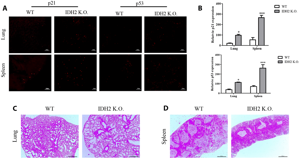 Acceleration of senescence in several tissues is observed in Idh2 knockout mice. (A) P21 and p53 levels in lung and spleen tissues from wild type and Idh2 knockout mice as determined by immunohistochemistry. Images show p21 and p53 signals. Scale bar, 10 μm (n = 6/group). (B) Statistical analysis of p21 and p53-positive signals between lung and spleen tissues from wild type and Idh2 knockout mice. (C) Representative H&E-stained sections from wild type and Idh2 knockout mouse lungs (n = 6/group). (D) Representative H&E-stained sections from wild type and Idh2 knockout mouse spleens (n = 6/group).