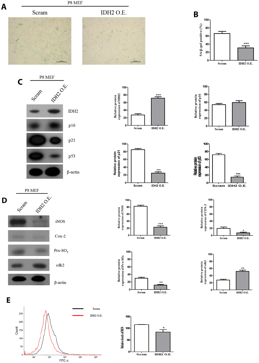 Overexpression of Idh2 prevents the acceleration of senescence in mouse embryonic fibroblasts (MEFs). (A) SA-β-gal staining of control and Idh2-overexpressing MEFs. pLenti 6.3 Idh2 plasmid was transfected into Passage 8 (P8) MEFs. (B) Statistical analysis of SA-β-gal-stained positive cells between control and Idh2-overexpressing MEFs. (C) Senescence-associated marker proteins were detected using western blot analysis in control and Idh2-overexpressing MEFs. The following antibodies were used for detection: anti-Idh2, anti-p16, anti-p21, anti-p53, and anti-β-actin. (D) Pro-inflammatory mediators, reactive oxygen species (ROS) marker proteins, and cyclin-dependent kinase 2 were detected using western blot analysis. The following antibodies were used for detection: anti-iNOS, anti-Cox-2, anti-Prx-SO3, and anti-β-actin. (E) Relative intracellular ROS levels were detected in control and Idh2-overexpressing MEFs. Intracellular ROS were detected by flow cytometry. Data are expressed as means ± SD (n = 3). *p p p 