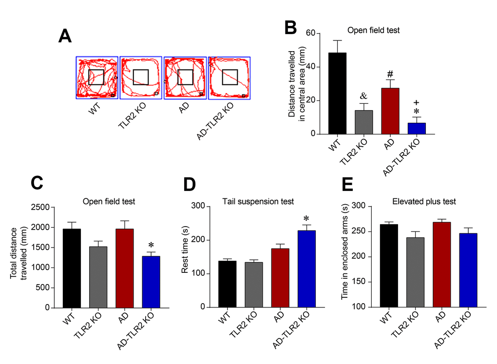 TLR2 knockout increased the anxiety and depression states in mouse models of AD. (A) Representative track plots from open field maze test. (B) The exploration times in the central area were significantly shorter in AD, TLR2, and AD-TLR2KO mice compared with WT mice (pC) The total traveled distance of AD-TLR2KO mice was shorter compared with WT mice (pD) In the tail suspension test, the rest time for AD-TLR2KO mice significantly increased compared with WT mice (pE) However, the time in enclosed arms did not show a significant difference among the groups in the elevated plus maze test (n=11~15/group).
