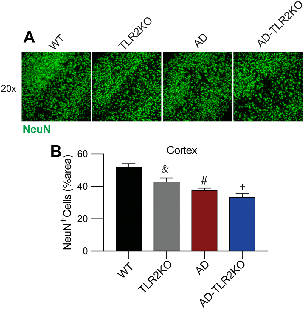 TLR2 deficiency resulted in neuronal loss in mouse brains. (A, B) Neuronal density detection and quantification analysis indicated a lower capacity of NeuN+ cells in AD, TLR2KO, and AD-TLR2KO mice when compared with WT mice (n=6 for each group, p