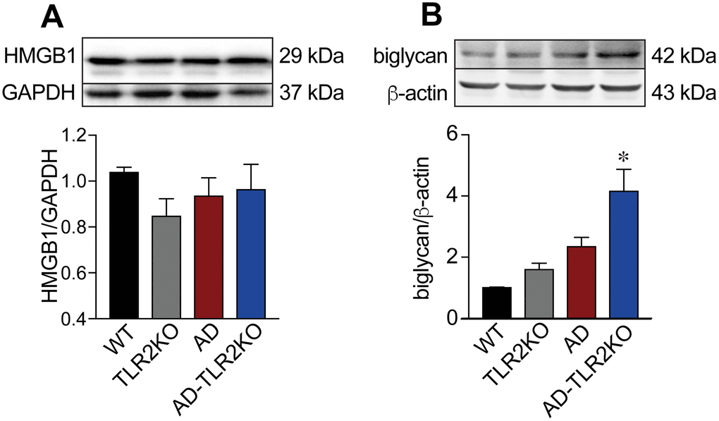 Expression of endogenous ligands for TLR2. (A) Expression of biglycan in AD-TLR2KO mice increased significantly compared with that in WT, AD, and TLR2KO mice (pB) HMGB1 in the four groups did not show a significant difference (p>0.05).