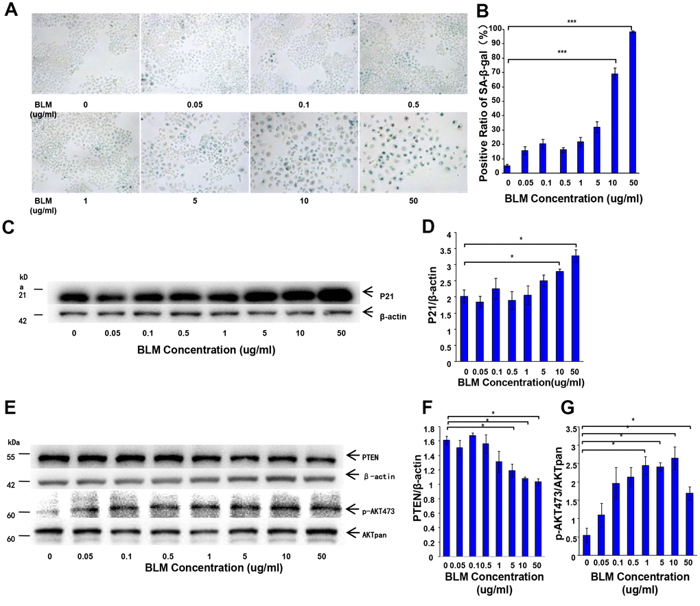 Decrease of PTEN and activation of the AKT pathway in the senescent cell model. Gradually increasing concentrations of bleomycin was added to culture medium to stimulate A549 cells for 72 hours followed by transfer to fresh FBS-free medium for another 24 hours. (A, B) SA-β-Gal staining was performed to detect cellular senescence (original magnification, 200×). (C, D) The expression of the aging-related marker, P21WAF1, was detected by western blot analysis. (E–G) PTEN loss and AKT pathway activation were observed. Data are shown as the mean ± SEM, n ≥ 3 per group. *p p 