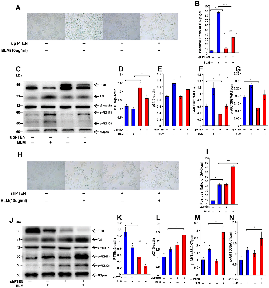 Change of PTEN expression affects cell senescence through AKT pathway activation. Genetic overexpression of PTEN in A549 cells was achieved by a transduction of a lentiviral vector followed by bleomycin (10 μg/ml) stimulation for 72 hours and transfer to fresh medium for 24 hours. (A, B) Cellular senescence was detected by SA-β-Gal staining (original magnification, 200×). (C–G) Western blot analysis was performed to confirm alteration of P21WAF1 and targets of the PTEN/AKT pathway. Lentiviral vector was used to knockdown PTEN expression in A549 cells. Bleomycin was then added to the culture medium to stimulate cells for 72 hours followed by transfer to fresh FBS-free medium for another 24 hours. (H, I) SA-β-Gal staining was applied to detect cellular senescence (original magnification, 200×). (J–N) Change of P21WAF1 and expression of PTEN/AKT targets were determined by western blotting. Data are shown as the mean ± SEM, n ≥ 3 per group. *p p p 