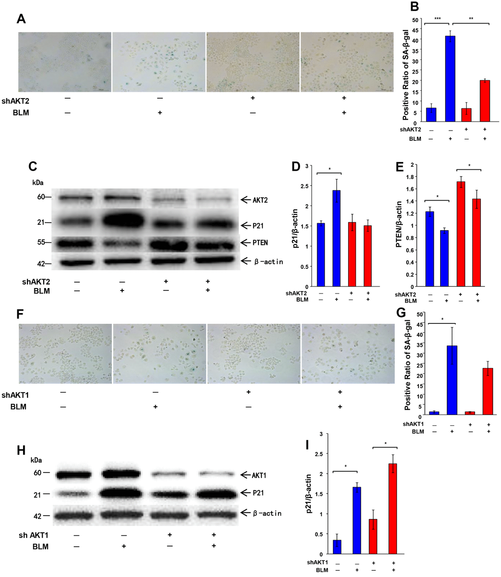 Knockdown AKT2, but not AKT1, rescues cell from bleomycin-induced cell senescence. The expression of AKT2 or AKT1 was knocked down by lentiviral vector in A549 cells followed by bleomycin (10 μg/ml) stimulation for 72 hours and transfer to fresh medium for 24 hours. (A, B) Cellular senescence was detected by SA-β-Gal staining (original magnification, 200×). (C–E) Western blotting was performed to confirm the change of P21WAF1, PTEN and AKT2. (F–G) Cellular senescence after AKT1 knockdown was analyzed by SA-β-Gal staining (original magnification, 200×). (H, I). Expression of P21WAF1 and AKT1 was confirmed by western blotting. Data are shown as the mean ± SEM, n ≥ 3 per group. *p p p 