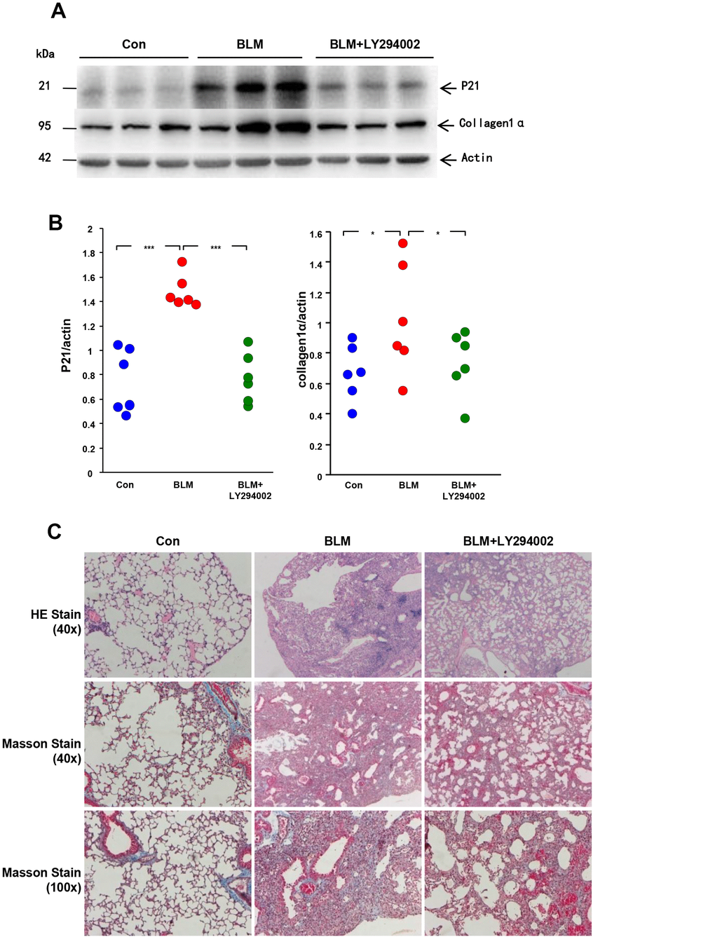 Akt inactivation attenuates AEC senescence and pulmonary fibrosis in vivo. C57BL/6 male mice were randomly divided into vehicle group (n = 6), bleomycin group (n = 6) and inhibitor group (n=6). Mice in the vehicle group were intratracheally injected with 50 μl of 0.9% saline, and mice in the bleomycin group and inhibitor group were injected intratracheally with 50 μl of 5 mg/kg bleomycin. From the day of bleomycin injection, mice in the inhibitor group were treated daily with LY294002 (50 mg/kg) through intraperitoneal injection. On day 14 after bleomycin or saline treatment, lungs were harvested. (A, B) Expression of the P21WAF1 senescent marker and the collagen1α fibrotic marker was detected by western blot analysis. Dots in the graph represent values for each individual mouse. *p p C) Representative results of HE and Masson staining of mouse lung tissues.
