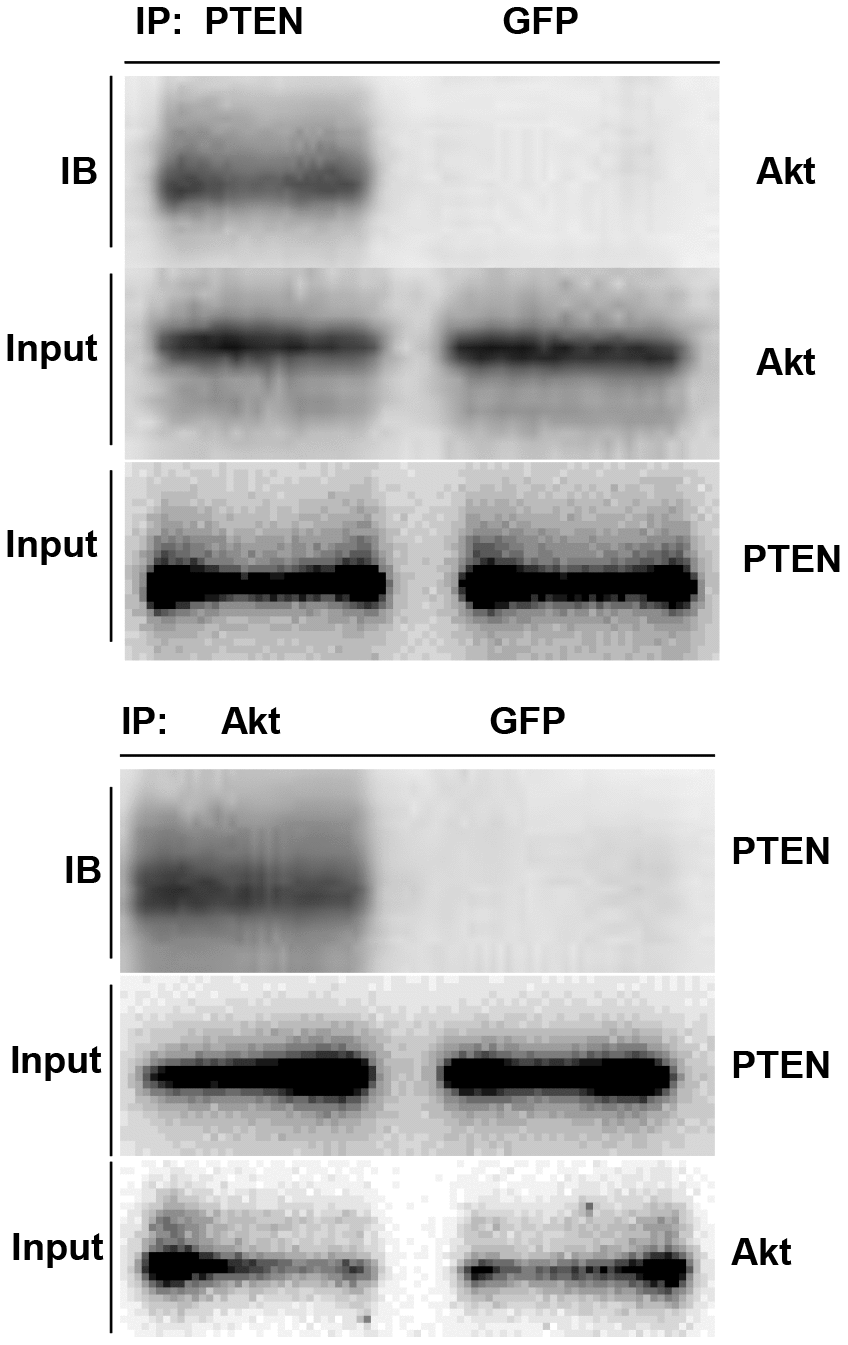 PTEN physically associates with Akt. In A549 cells, immunoprecipitation of PTEN resulted in the co-IP of AKT, and immunoprecipitation of AKT also resulted in the co-IP of PTEN.