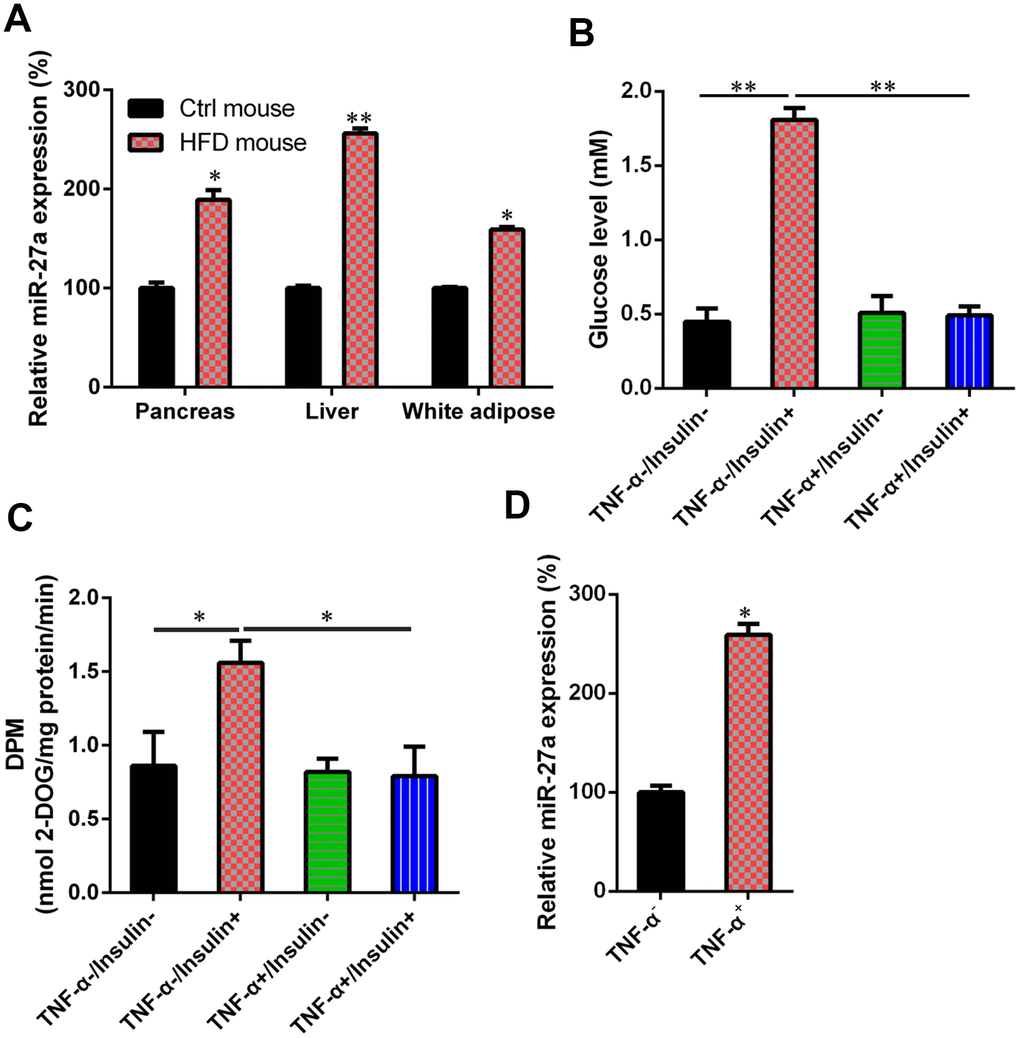 Upregulation of MiR-27a in HFD-fed mice and IR cells. (A) For obese mice fed with HFD, an increase in miR-27a expression levels in pancreas, liver, and white adipose tissue was revealed using real-time PCR at week 11 after modeling. (B) Cells were treated with high-glucose DMEM containing FBS (10%, w/v) supplemented with TNF-α (10 ng/ml) for one day. Subsequently, they were incubated for 0.5 h with another cell medium, i.e., insulin (100 nM) in high-glucose DMEM containing FBS (10%, w/v). The establishment of the IR adipocyte model was confirmed by glucose level results. (C) 2-deoxyglucose uptake assay was also performed to detect the glucose level in both cell and cell culture medium. (D) qPCR was utilized to showed that the miR-27a levels were obviously increased in the IR cell model treated with TNF-α, compared with those of the normal 3T3-L1 cells. Expression data from each mouse was normalized to that of randomly assigned mouse in control group. Number of animal per group = 8. **P P 