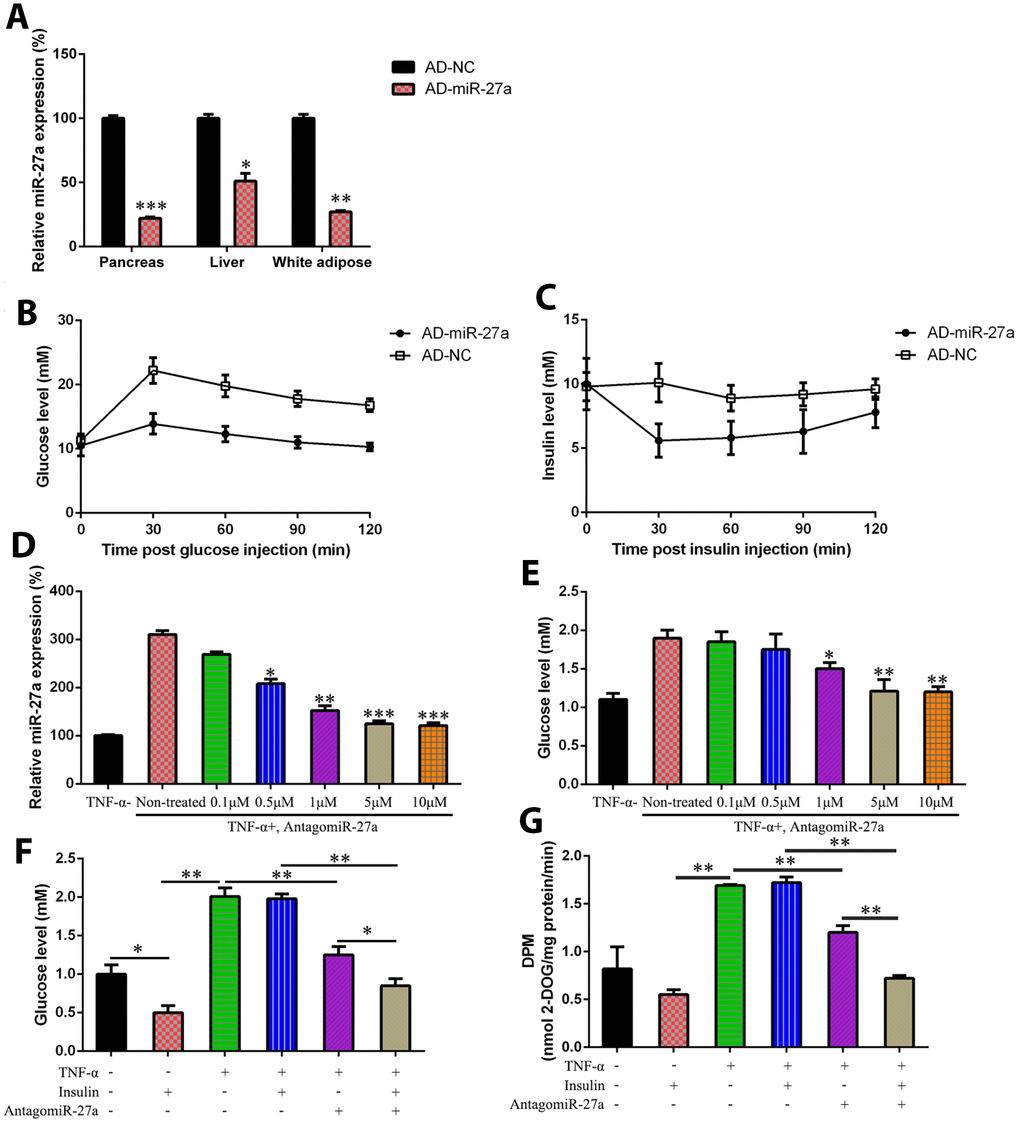 MiR-27a-induced hyperglycemia amelioration and IR prevention in obese mouse model and IR cells. C57BL/6 mice were induced with HFD (Research Diet, USA; 45% kcal from fat), or with standard chow diet, both for 10 weeks. The mice were injected intravenously with AD-NC and Ad-miR-27a. (A) miR-27a expression levels in pancreas, liver, and white adipose tissue was determined using real-time PCR (B) GTT was performed in HFD-fed mice at day 7 after AD-NC or AD-miR-27a injection. (C) ITT was performed in HFD-fed mice at 7 days after AD-NC or AD-miR-27a injection. (D) In the IR 3T3-L1 cells transfected with antagomiR-27a (different doses), the miR-27a expression level was studied by qPCR. (E) Glucose levels were tested in IR 3T3-L1 cells transfected with antagomiR-27a (different doses). (F) Glucose levels were tested in IR 3T3-L1 cells transfected with antagomiR-27a (different doses) and/or supplemented with insulin. (G) 2-deoxyglucose uptake assay was also performed to detect the glucose level in both cell and cell culture medium. Number of animal per group = 8. ***P P P 