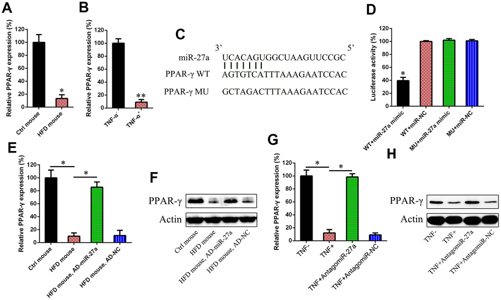 miR-27a targeted at the 3′-UTR of PPAR-γ. In the obese mouse model (A) and IR cells (B), the PPAR-γ expression levels were studied using qPCR. (C) A binding site of miR-27a was found in the 3′-UTR of PPAR-γ mRNA, as evidenced by performing bio-informatic analysis results. (D) After the co-transfection, one from PPAR-γ to a luciferase reporter containing a wild type (WT) or mutant (MU) 3′-UTR, and the other from agomiR-27a into HEK293T cells, a dual-luciferase reporter assay was performed. Effects agomiR-27a transfection on the luciferase activities of the WT (E) and MU (F) PPAR-γ reporter constructs were determined. At both the protein and mRNA levels, a sharp increase was observed for the levels of PPAR-γ in the pancreas of HFD-fed mice after injection with AD-miR-27a, when compared with those of the control animals. WB (G) and qPCR assay (H) showed that miR-27a downregulation obviously increased the expression of both PPAR-γ protein and mRNA. Number of animal per group = 8. **P P 