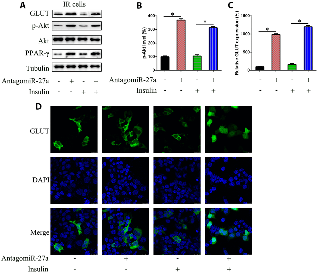 Effects of miR-27a on the Akt activation and GLUT expression in IR 3T3-L1 cells. Cells were transfected with antagomiR-27a or antagomiR-NC, and then treated with TNF-α (10 ng/ml) and/or insulin (100 nM) in high-glucose DMEM containing FBS (10%, w/v). (A) WB displayed that antagomiR-27a transfection led to GLUT upregulation and PPAR-γ expression and increased Akt phosphorylation, while showing no effect on Akt levels in IR 3T3-L1 cells. (B) Image pixel analysis of phosphorylated Akt band. (C) qPCR assay showed GLUT mRNA expression in IR 3T3-L1 cells transfected with antagomiR-27a. (D) IFA showed that GLUT4 staining was increased after antagomiR-27a transfection. Number = 3. *P 