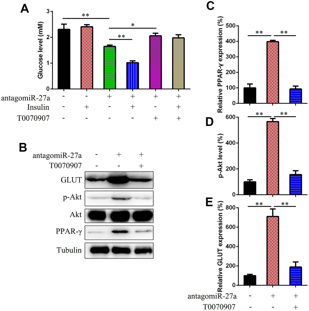 miR-27a downregulation promote insulin sensitive via targeting PPAR-γ. (A) Glucose level in IR 3T3-L1 cells that underwent different treatment was examined to assess the effects of PPAR-γ inhibitor T0070907 (1 μM) on insulin sensitivity. (B) WB was used to detect the PPAR-γ, Akt, GLUT expression, and Akt phosphorylation in cells with or without T0070907 treatment (1 μM) for 24 h. (C) qPCR determined that the PPAR-γ expression was inhibited by T0070907. (D) Image pixel analysis showed phosphorylated level Akt protein after T0070907 treatment. (E) qPCR was performed to confirm that T0070907 treatment downregulated the glucose level, which was induced by agomiR-27a transfection. Number = 3. **P 