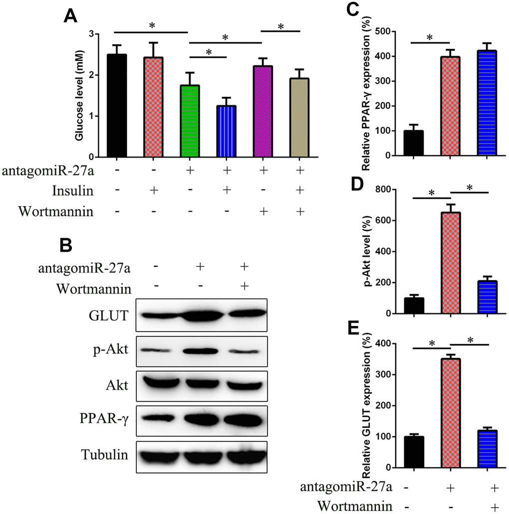 Effects of miR-27a on the PI3K/Akt signaling pathways in IR 3T3-L1 cells. (A) Glucose level was examined in IR 3T3-L1 cells that underwent different treatments to assess the effects of PI3K inhibitor wortmannin (2.5 μM) on insulin sensitivity. (B) WB was performed to examine the PPAR-γ, Akt, GLUT expression, and Akt phosphorylation in cells transfected with agomiR-27a and/or treated with wortmannin. (C) qPCR determined that the PPAR-γ expression was not inhibited by wortmannin (2.5 μM) for 24h. (D) Image pixel analysis showed phosphorylated level Akt protein after wortmannin treatment. (E) qPCR was performed to confirm that wortmannin treatment downregulated the glucose level that was induced by agomiR-27a transfection. Number = 3. *P 