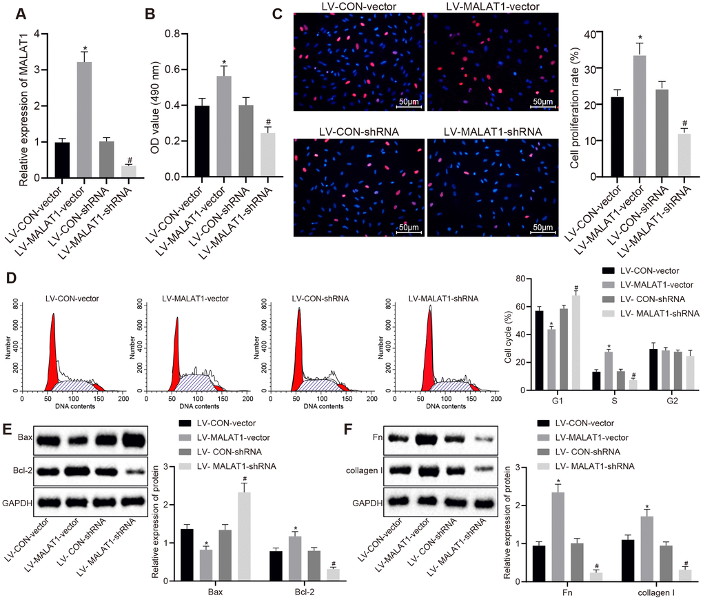 Over-expression of lncRNA MALAT1 enhances ASMC proliferation and fibrosis. (A) expression of lncRNA MALAT1 in ASMCs of SHRs after over-expression or silencing of lncRNA MALAT1 detected using RT-qPCR; (B) cell activity after over-expression or silencing of lncRNA MALAT1, determined by MTT assay; (C) proliferation of ASMCs after over-expression or silencing of lncRNA MALAT1, measured by BrdU assay (× 200); (D) cell cycle analysis after over-expression or silencing of lncRNA MALAT1, determined by flow cytometry; (E) the protein expression of Bcl-2 and Bax in ASMCs after over-expression or silencing of lncRNA MALAT1 as determined by Western blot analysis; (F) the expression of fibronectin and collagen I in ASMCs after over-expression or silencing of lncRNA MALAT1, detected by Western blot analysis; *, p vs. the LV-CON-vector group; #, p vs. the LV-MALAT1-vector group; measurement data were expressed by means ± standard deviation; data in panel (A–C, E and F) were analyzed by one-way analysis of variance; data in panel (D) were analyzed by repeated-measures analysis of variance; n = 3.