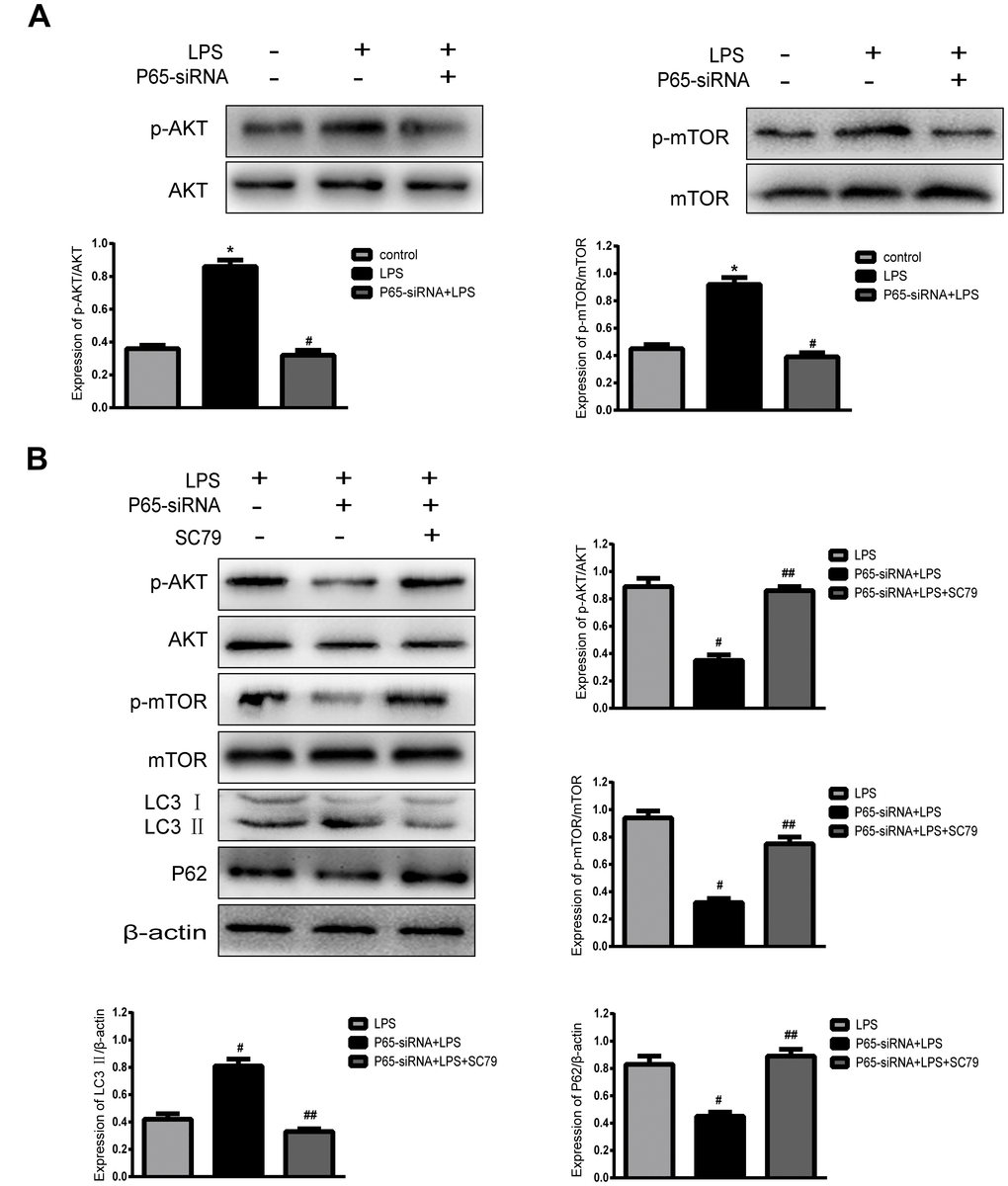 Inhibiting NF-κB promotes autophagy through AKT/mTOR pathway. (A) Western blot for the protein level of p-AKT, AKT, p-mTOR and mTOR. (B) After the addition of an AKT activator (SC79), Western blot for the protein level of p-AKT, AKT, p-mTOR, mTOR, LC3 and P62. Values are means ±SEM.*p#p##p