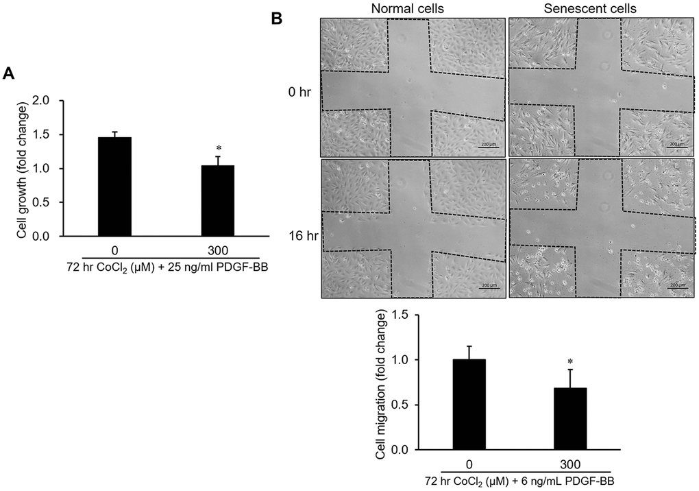 Influence of cellular senescence on the proliferative and migratory capacities of A10 cells. Senescence was produced in cells by a 72-hr incubation with 300 μM CoCl2. After that, platelet-derived growth factor (PDGF)-BB-stimulated cell proliferation and migration were respectively analyzed by an MTT assay (A) and wound-healing analysis (B). * p 
