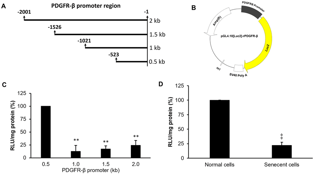 Promoter deletion assay of platelet-derived growth factor receptor (PDGFR)-β. Four lengths of the PDGFR-β promoter (A) were individually constructed in a luciferase-based reporter vector to produce four pGL4.10[Luc2]-rPDGFR-β vectors (B). Individual promoter activities were measured in normal cells at 24 hr after transfection with the different pGL4.10[Luc2]-rPDGFR-β plasmids (C). Differences in promoter activities between normal and senescent cells with the PDGFR-β segment (0.5 kb) were measured (D). The transcription start site was defined as +1. ** p ‡p 