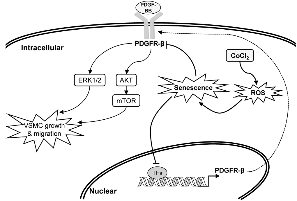 Schematic overview of the possible pathological role and influence of vascular smooth muscle cell (VSMC) senescence on neointimal hyperplasia (restenosis).