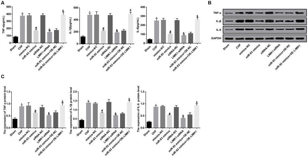 TNF-α, IL-1β, IL-6 levels were inhibited by up-regulation of miR-93 or downregulation of LIMK1. (A) Comparison of TNF-α, IL-1β, IL-6 levels in plasma of each group rats; (B) Protein bands of TNF-α, IL-1β, IL-6 in myocardial tissue of each group; (C) The protein expression of TNF-α, IL-1β, and IL-6 in myocardial tissue of each group;*P P P P 