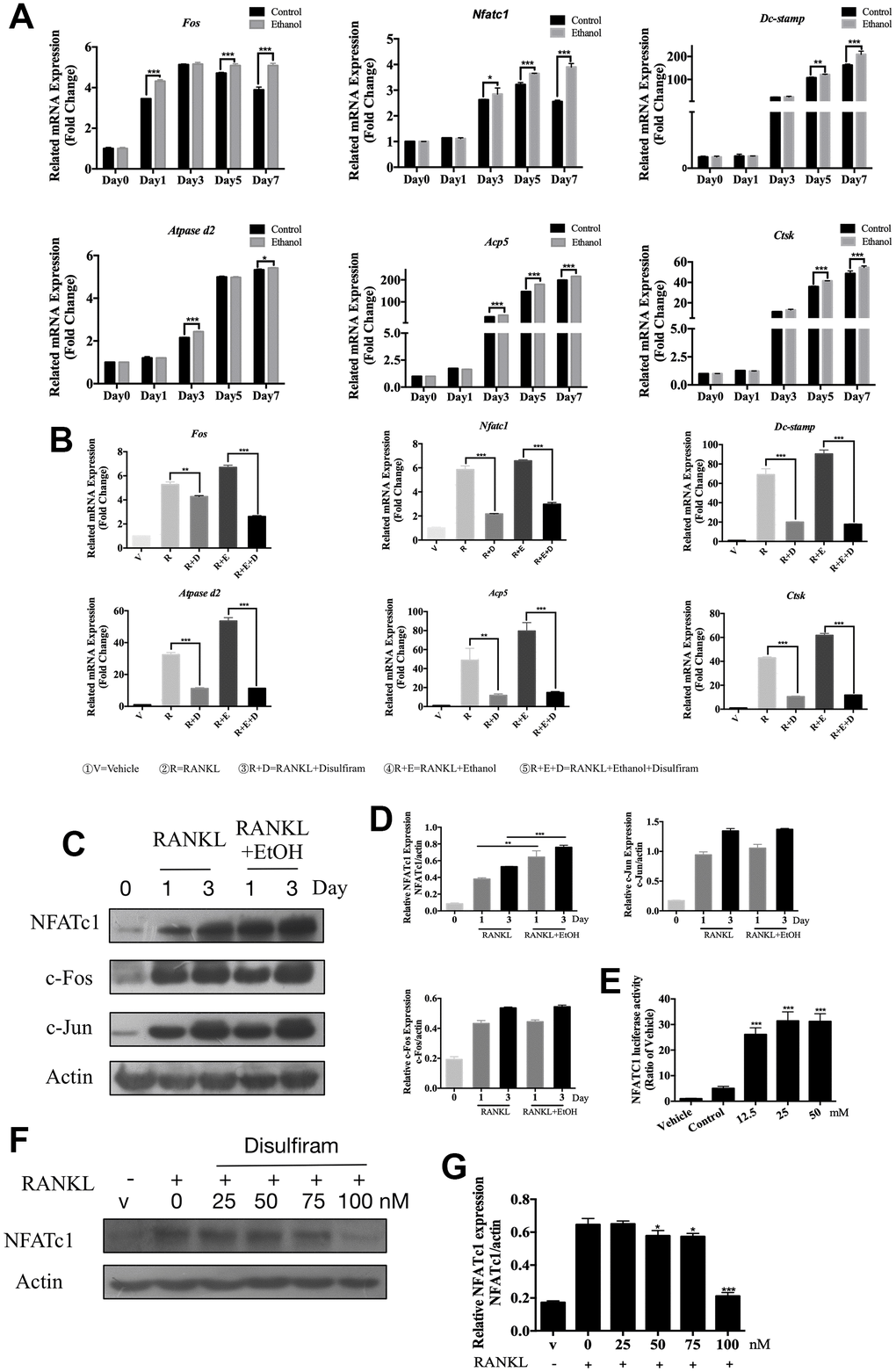 Disulfiram suppressed osteoclast-related genes expression and down-regulated the expression of NFATc1. (A) qPCR was used to measure relative expression levels, normalized to that of β-actin, of RANKL-induced OC-related genes at different times of treatment with 50 mM ethanol (n = 3). (B) qPCR was used to measure relative expression levels, normalized to that of β-actin, BMMs were treated with indicated conditions indicated below figure 2B for 3 days (n = 3). (C) Ethanol increased the RANKL-induced NFATc1 protein expression but did not affect c-Fos and c-Jun. Total cellular proteins were extracted from BMM-derived OCs co-treated with RANKL and 50 mM ethanol for 0, 1, and 3 days. (D) Relative expression of c-Fos, c-Jun, and NFATc1 was determined by densitometric analysis of each band and expressed as a ratio to that of β-actin using ImageJ. (E) Ethanol stimulated NFATc1 transcriptional activity. RAW 264.7 cells stably expressing the NFATc1-TA-Luc luciferase reporter were pretreated with 50 mM ethanol for 1 h and then stimulated for 6 h with RANKL, after which luciferase activity was measured. Results are expressed as fold-changes compared to the levels in unstimulated controls (n = 3). (F) Disulfiram inhibited the expression of NFATc1 in a dose-dependent manner. (G) Relative expression of NFATc1 was determined by densitometric analysis of each band and expressed as a ratio to that of β-actin using ImageJ software. Bar graphs are presented as the mean ± SD. *p p p 