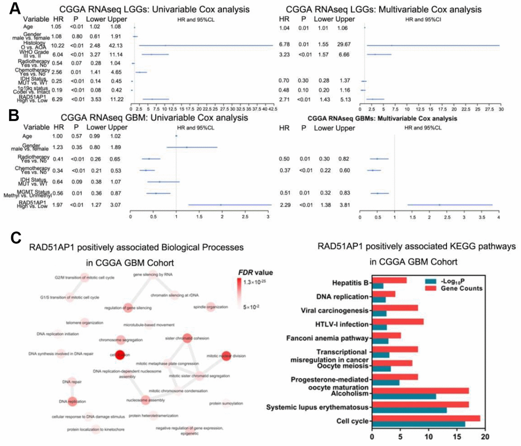 RAD51AP1 is an oncogene in glioma. (A) RAD51AP1 highly coincides with EGFRvIII in scRNA-seq data. (B) GSEA was performed to estimate RAD51AP1 expression in gliomas of different clinical grades. (C) Uni- and multivariable Cox analyses were performed to evaluate the role of RAD51AP1 in gliomas in the CGGA database, while GO and KEGG analyses were employed to profile the pathways of RAD51AP1-related genes in the CGGA database.