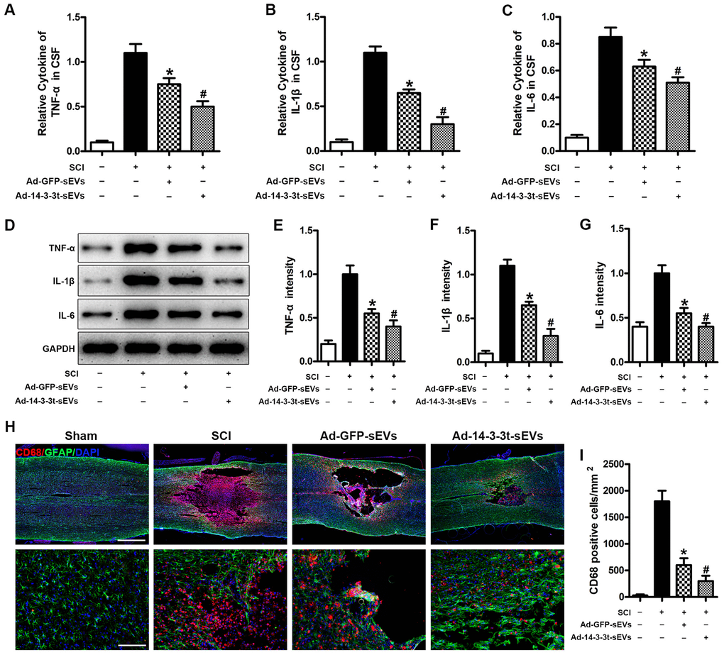 Overexpression of 14-3-3t enhances the anti-inflammatory effect of NSC-sEVs in rats with spinal cord injury. (A–C) ELISA was used to detect the expression levels of TNF-a, IL-1β and IL-6 in cerebral fluids. (D) Western blot detection of post-traumatic inflammation-related proteins. (E–G) Semi-quantitative detection of inflammation-related protein levels. (H) Representative immunohistochemical staining images of CD68 (red) and GFAP (green) on day 3 after spinal cord injury in the SCI and NSC-sEVs groups. All cell nuclei were stained with DAPI (blue). Scale bar = 1000 or 200um. (I) Analysis of the number of CD68+ microglia in the traumatic injury area. * p 