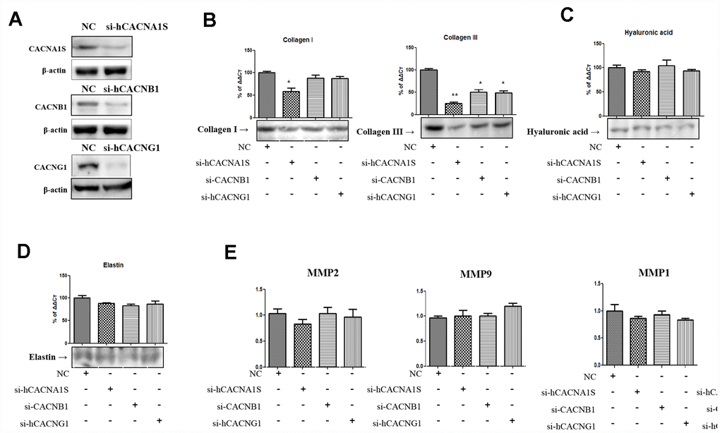 Alteration of extracellular matrix by knockdown of CACNA1s, CACNB1 and CACNG1 genes in hVFFs. CACNA1s, CACNB1 and CACNG1 genes are effectively knocked down (A). CACNA1S knockdown cells significantly inhibit the synthesis of collagen I and III protein compared to CACNB1 and CACNG1 knock down cells (B). However, the synthesis of hyaluronic acid and elastin were not affected by knockdown of CACNA1s, CACNB1 and CACNG1 genes (C and D). These knockdown cells did not show a significant change in the expression of MMP-1, 2, 8, and 9 (E). Relative gene expression (fold change) was normalized to the respective housekeeping gene (18s RNA) controls. MMPs, matrix metalloproteinases. One-way ANOVA test; NS as no significant, *p