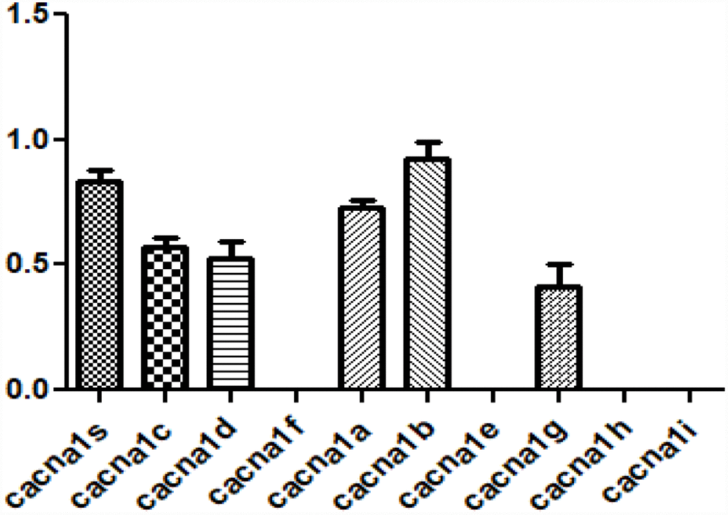Expression of voltage-gated calcium channel subunit alpha subtypes in hVFFs. The expression of 10 hCACNA1 subtypes are investigated in hVFFs. hCACNA1B, hCACNA1S, and hCACNA1A are highly expressed compared to other subtypes.