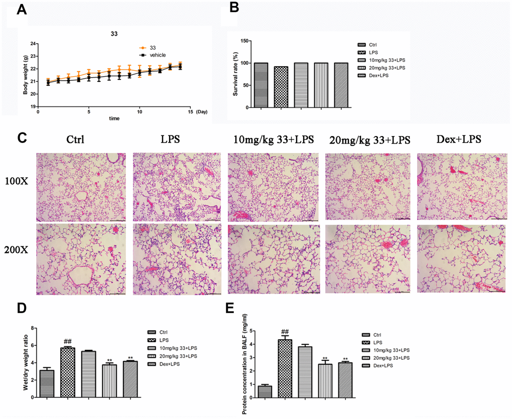 Effects of compound 33 on mice with lipopolysaccharide (LPS)-induced acute lung injury (ALI). (A) Mean body weights for the two groups over 15 days. (B) Survival rates of mice with LPS-induced ALI. (C) Lung tissues were stained with hematoxylin and eosin to show morphological changes. (D) Degree of tissue edema was evaluated using lung wet-to-dry weight ratios. (E) Total protein amounts in cell-free supernatant of bronchoalveolar lavage fluid (BALF). Data are presented as means ± standard error of the mean (SEM; n = 3–6). # P ## P 