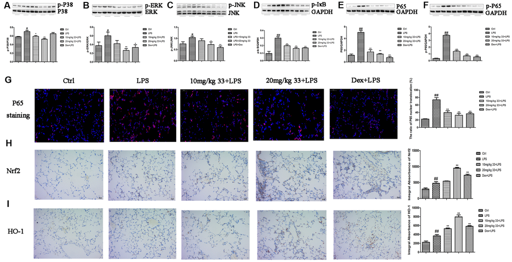 Effects of compound 33 on the MAPK/NF-κB and Nrf2/HO-1 signaling pathways in vivo. (A) p-P38, (B) p-ERK, (C) p-JNK, (D) p-IκBα, (E) P65, and (F) p-P65 protein levels relative to total P38, total ERK, total JNK, and GAPDH (loading control) were assayed using their respective antibodies. (G) Translocation of NF-κB P65 visualized by immunofluorescence staining. Immunohistochemical analysis of (H) Nrf2 and (I) HO-1 expression in lung tissue. Data are presented as means ± SEM (n = 3–6). # P ## P 