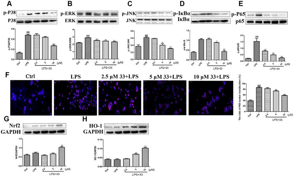 Effects of compound 33 on the NF-κB and HO-1/Nrf2 signaling pathways in vitro. RAW264.7 cells were treated with LPS for 1 h after pretreatment with 2.5, 5, or 10 μM compound 33. Protein levels were determined using Western blotting, and (A) p-P38/P38, (B) P-ERK/ERK, (C) p-JNK/JNK, (D) p-IκBα/IκBα, and (E) p-P65/P65 expression was quantified. (F) Nuclear translocation of NF-κB P65 visualized using immunofluorescence staining. Cells were pretreated with 2.5, 5, or 10 μM compound 33 or dimethyl sulfoxide for 1 h, and then exposed to LPS for 12 h. (G) Nrf2 and (H) HO-1 protein levels in cell lysates were analyzed; GAPDH was used as the control. Data are presented as means ± SEM (n = 3–6). # P ## P 