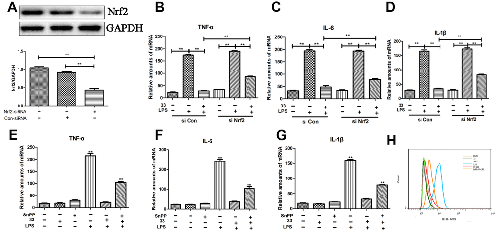 Effects of Nrf2-siRNA transfection and tin protoporphyrin IX (SnPP) on compound 33-induced suppression of proinflammatory cytokine and ROS synthesis. (A) Nrf2 protein levels were assayed using Western blotting after transfection with Nrf2-siRNA or Nrf2-negative control siRNA. Effects of Nrf2 silencing on compound 33-induced suppression of (B) TNF-α, (C) IL-6, and (D) IL-1β. To explore the function of the Nrf2/HO-1 signaling pathway in inflammatory responses and oxidative stress, SnPP, an inhibitor of HO-1, was administered to RAW264.7 cells; compound 33 was administered 1 h later. (E) TNF-α, (F) IL-6, and (G) IL-1β mRNA and (H) ROS levels were analyzed. * P 
