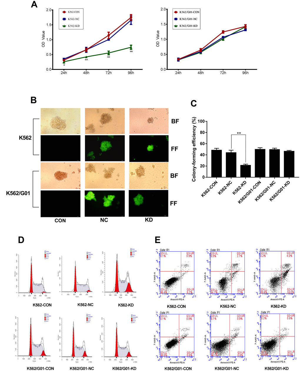 Effects of PRL-3-silencingon cell proliferation and apoptosis were evaluated in K562 and K562/G01 cells. (A) A cell growth curve was plotted based on the OD value (proportional to cell numbers) obtained at different time points following transfection. (B, C) Colonies containing ≥40 cells were counted on day 7 using a microscope (×200). (D) Cells were labeled by PI and analyzed using FCM. (E) Apoptotic cells were measured by FCM. Dot plots show 7-AAD (y-axis) vs. Annexin-V (x-axis). (*PPvs. NC group).