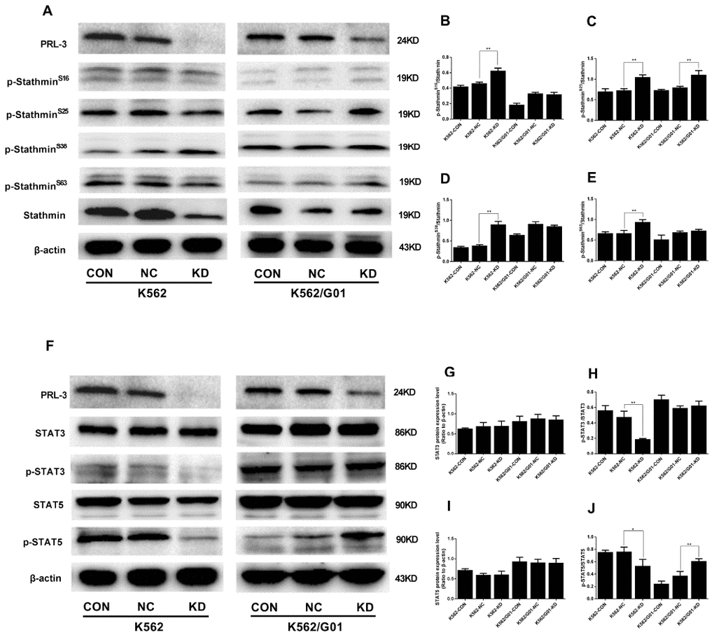 The protein phosphorylation of stathmin andSTATs signaling expressed in K562 and K562/G01 cells after PRL-3-silencing. (A) Stathmin, the four stathmin-serine sites, and β-actin expression were detected by western blot. (B–E) Quantification of stathmin-phospho (Ser16, Ser25, Ser38, and Ser63) were normalized to stathmin. (F) STAT3, p-STAT3, STAT5, p-STAT5 and β-actin expression were detected by western blot. (G–J) Quantification of p-STAT3 and p-STAT5 were normalized to STAT3 and STAT5, respectively. (*PPvs. NC group).